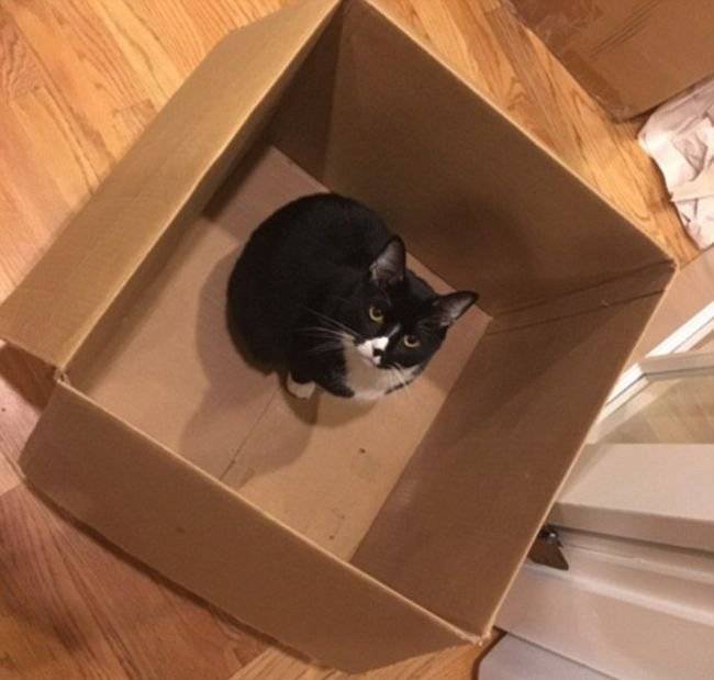 Почему коты и кошки любят коробки и пакеты