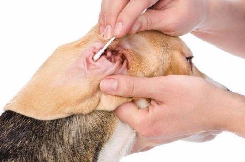 Ушной грибок у собак | апиценна