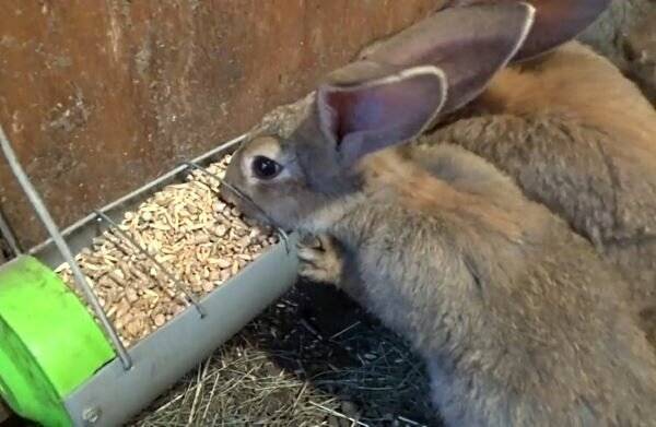 По каким причинам крольчиха может разбрасывать и съедать крольчат