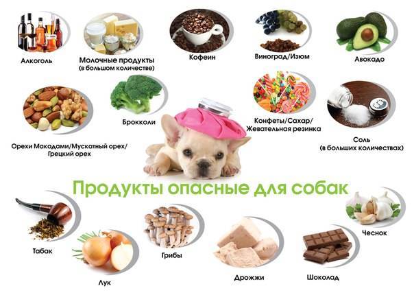 Опасные и полезные овощи для собак | dogkind.ru