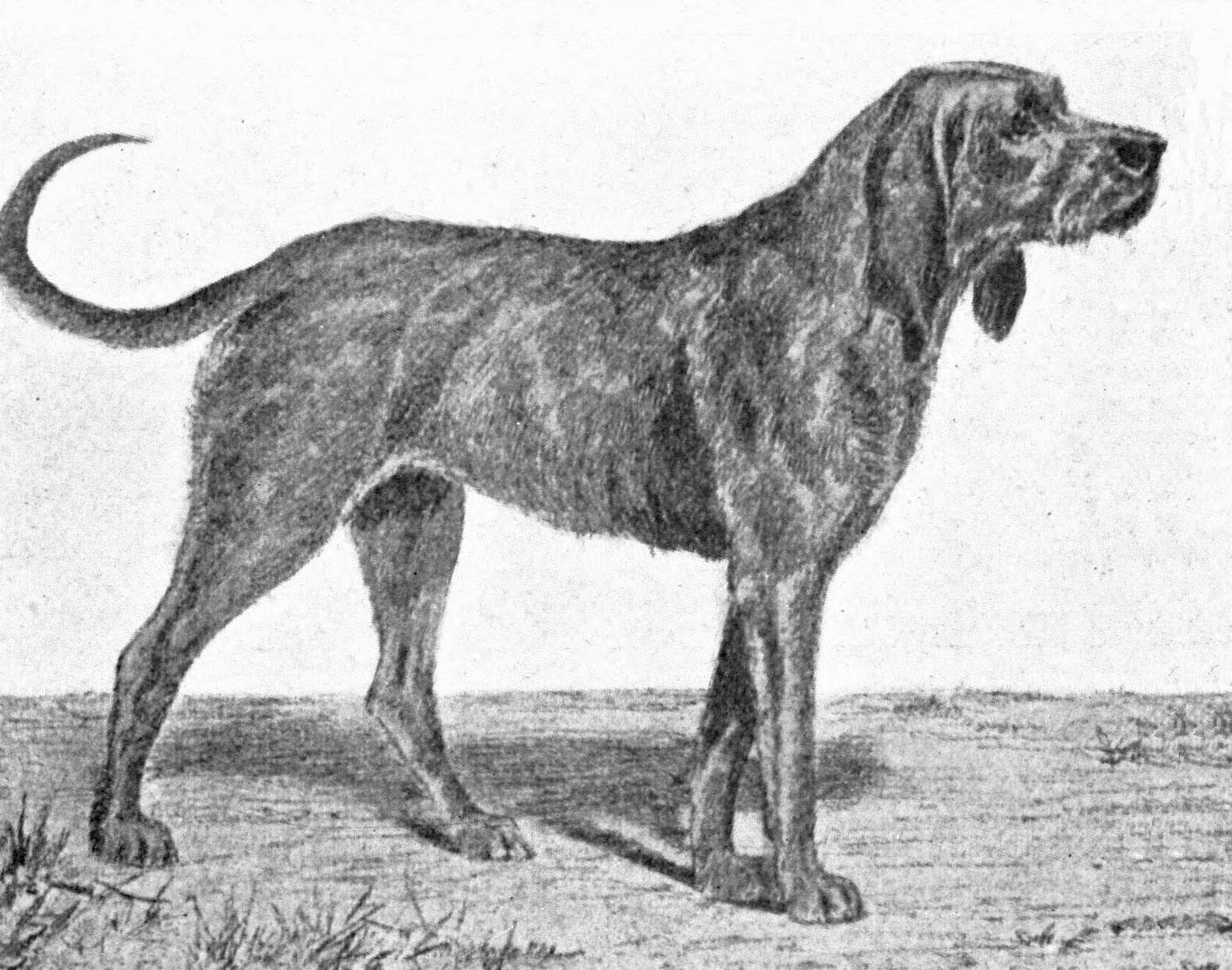 Происхождение собаки | питомник с горы мезмай