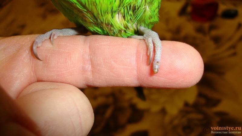 Как обрезать когти попугаю и зачем это нужно