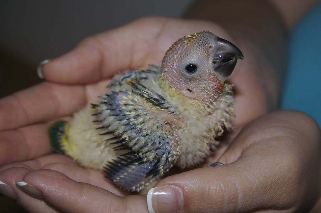 Болезни и лечение попугаев корелла