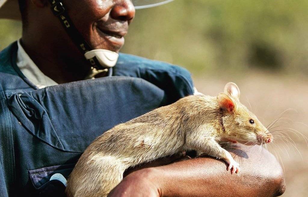 Самые большие крысы в мире: внешний вид и особенности жизни гигантских грызунов