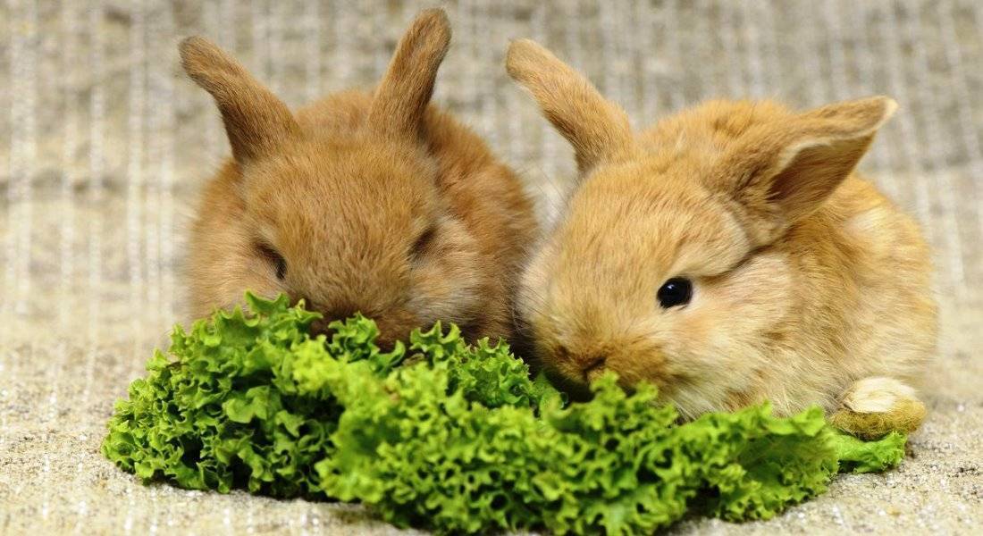 Que verduras comen los conejos