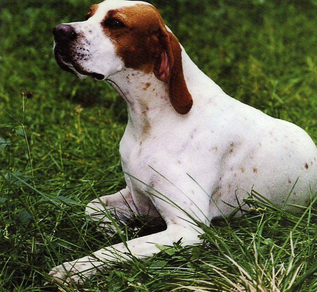 Английский пойнтер: описание породы и характера собаки