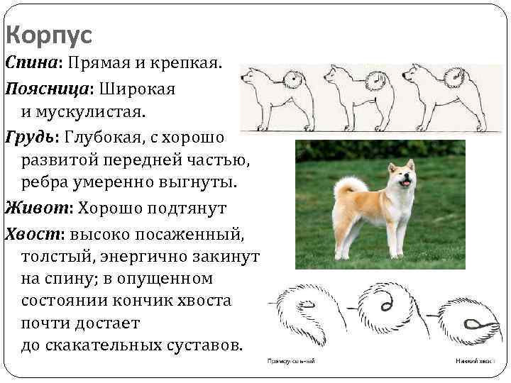 Описание породы акита-ину, характер и разновидности. хатико и другие знаменитые собаки