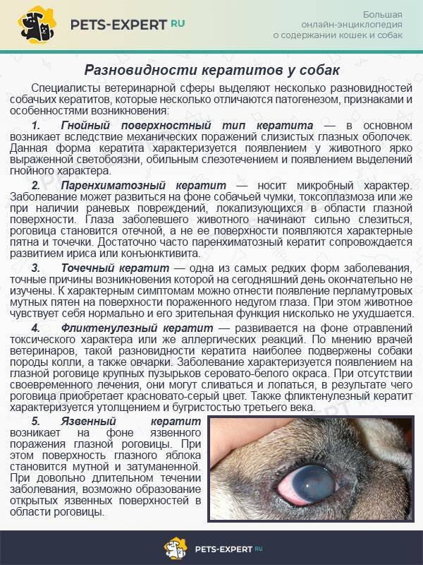 Хламидиоз у кошек: опасен ли для человека, симптомы, лечение - kotiko.ru