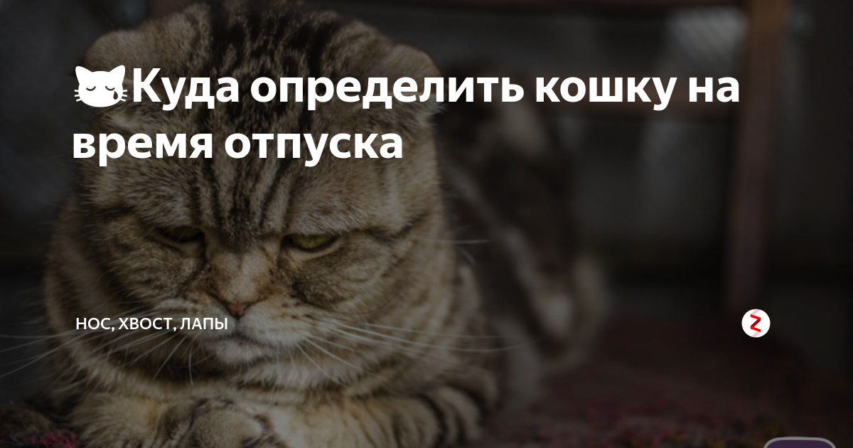 Сколько стоит оставить животное на время отпуска. всё о передержке