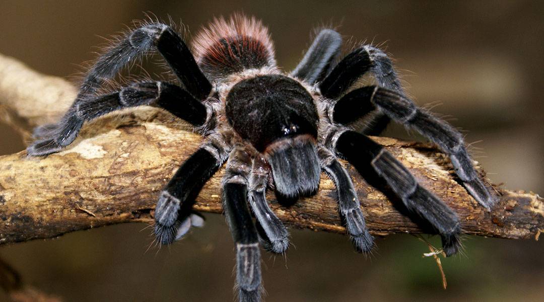 Домашний паук-птицеед — особенности содержания