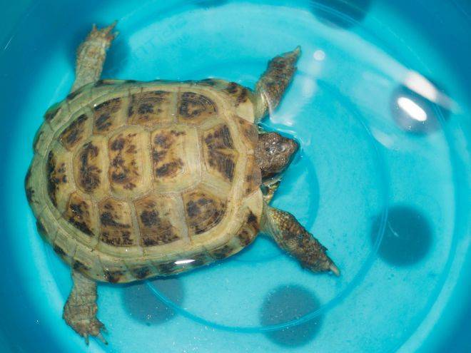 Приобретение черепахи, выбор здоровой черепахи - все о черепахах и для черепах