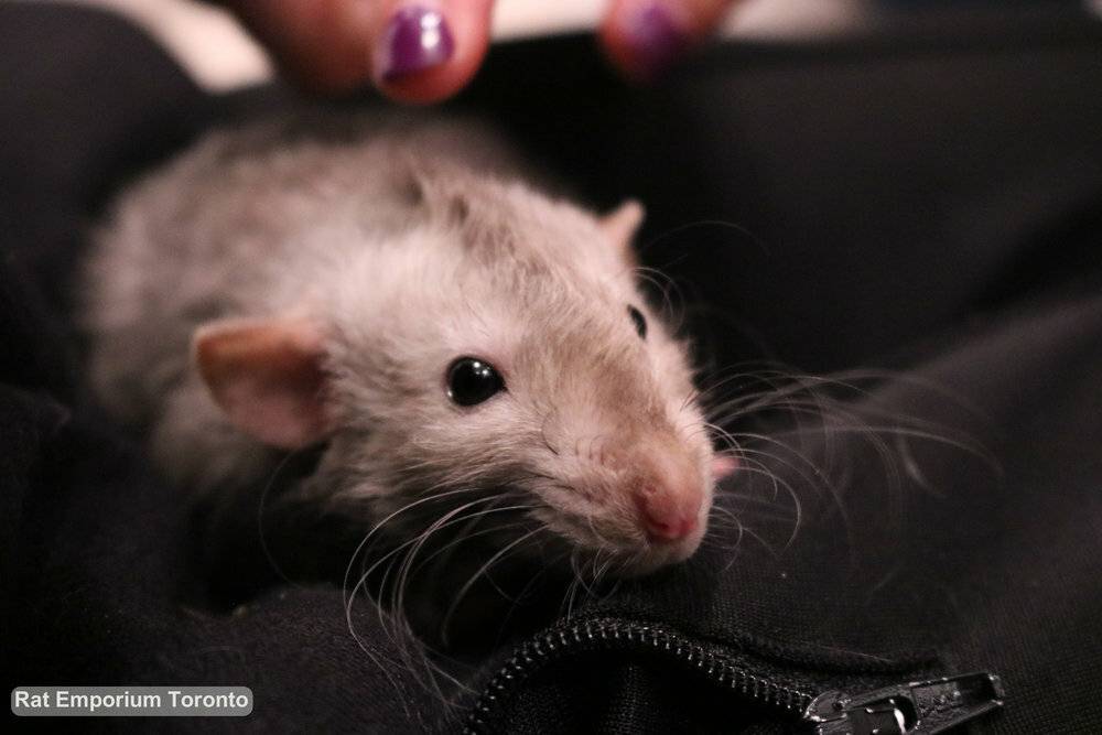 Водяная полевка (крыса): фото, описание, активность, питание