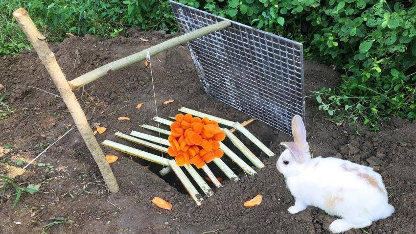 Как поймать кролика: эффективные методы, как сделать ловушки своими руками agrovoz.su
