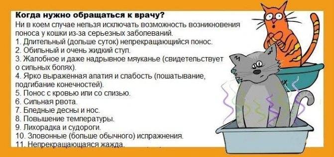Кашель у кошек: определите тип у вашего животного и лечение - kotiko.ru