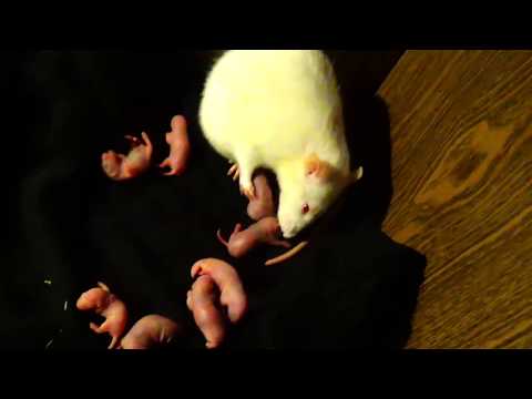 Размножение крыс, сколько длится беременность у декоративной крысы