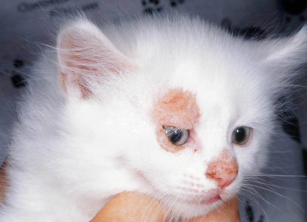 Микроспория у кошек: полные сведения о патологии