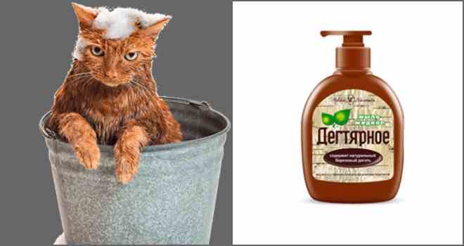 Можно ли мыть кота дегтярным мылом