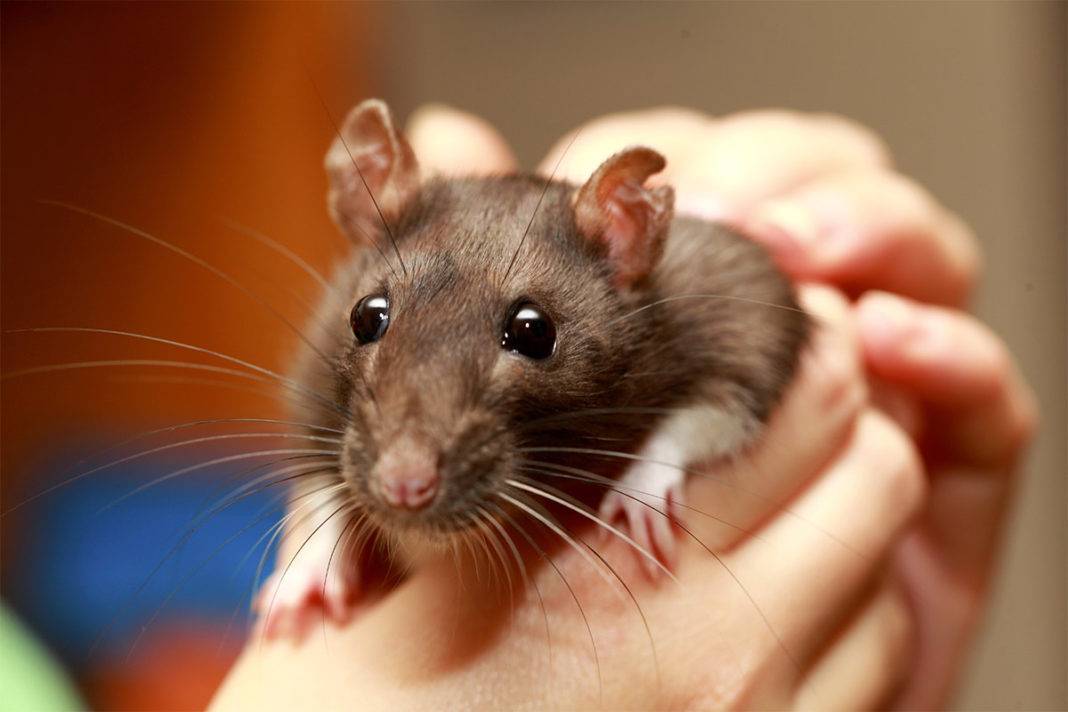 Поведение крыс: почему грызун прыгает, грызет клетку, скрипит и стучит зубами