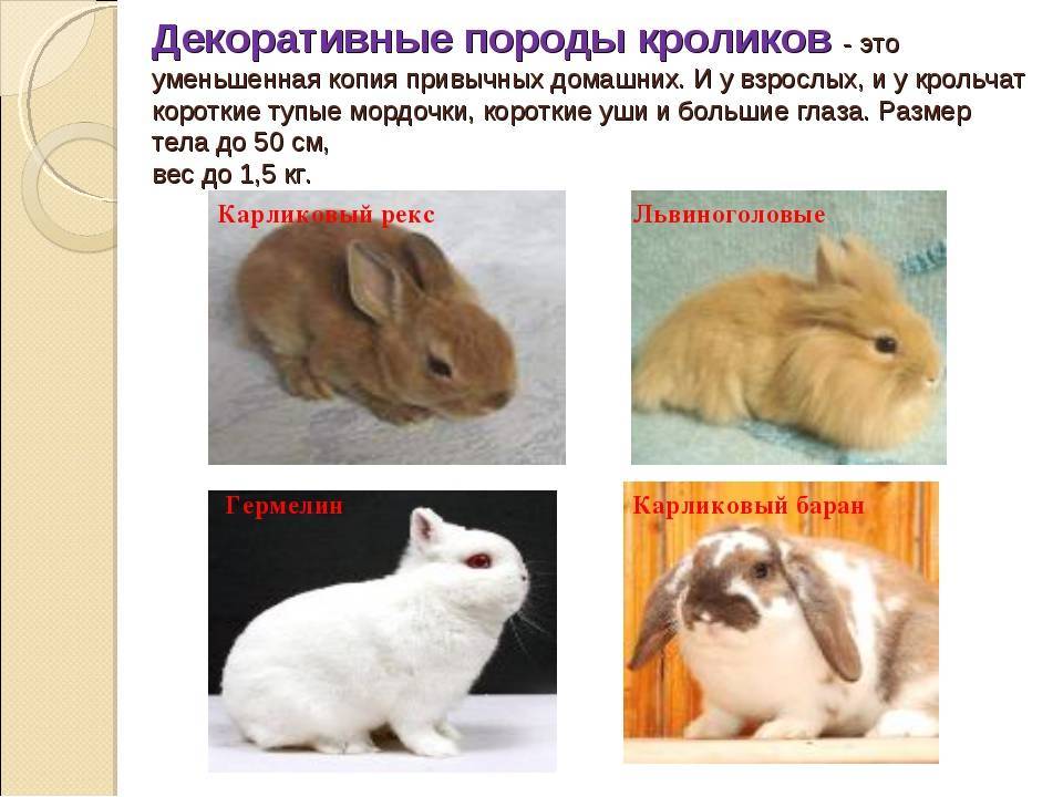 Породы декоративных кроликов с фотографиями и описанием, самые популярные виды домашних кроликов