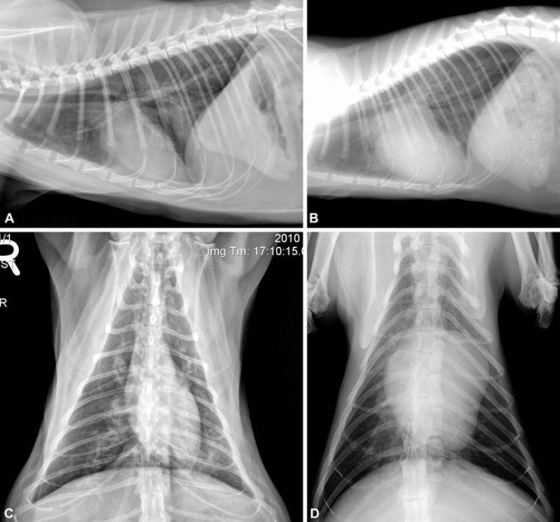 Тромб у кота. Дилатационная кардиомиопатия рентгенограмма. Рентген сердца животных.