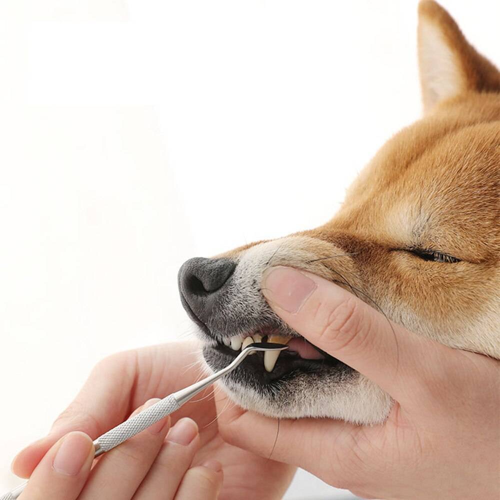 Ультразвуковая чистка зубов псам, собакам, котам, кошкам в беларуси