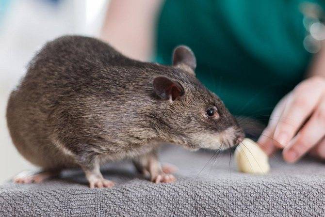 Декоративные домашние крысы: описание видов, чем кормить, как содержать
