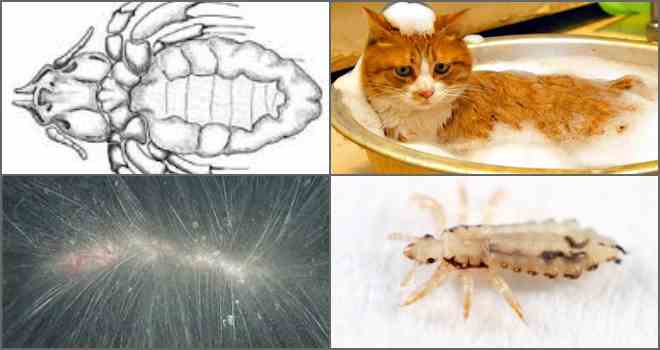 Опасность укусов кошачьих блох для человека - уничтожение вредителей