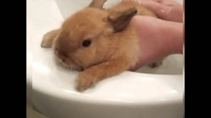 Как купать декоративного кролика: правила, моющие средства