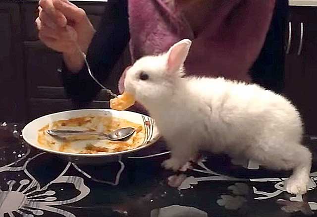 Можно ли кроликам давать сырой и вареный картофель, картофельные очистки
