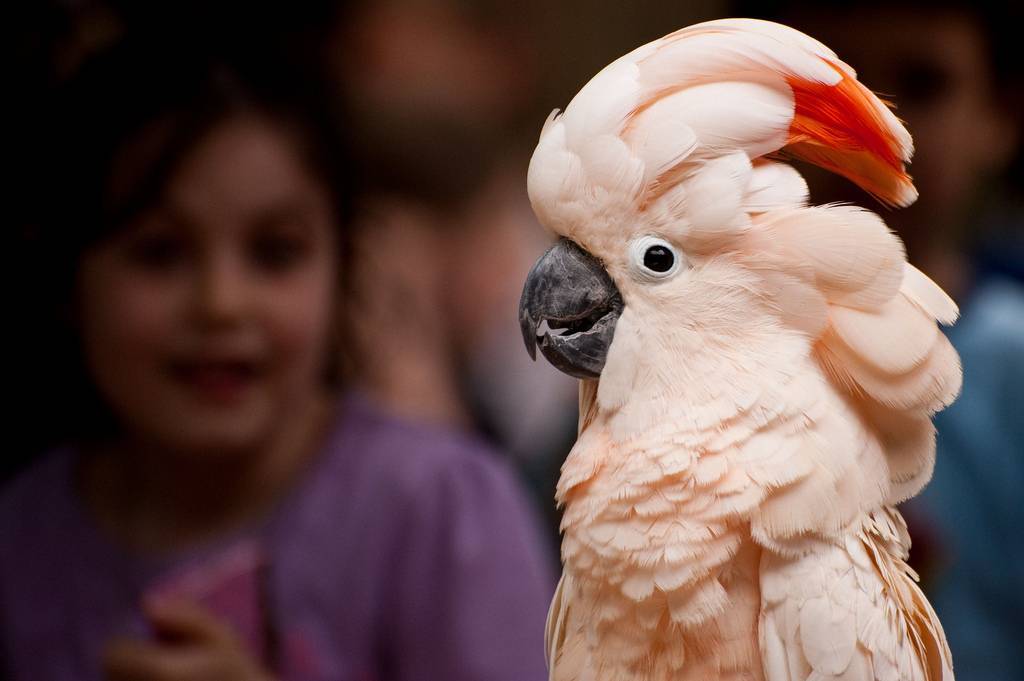 Попугай корелла: описание, сколько живут, содержание и уход