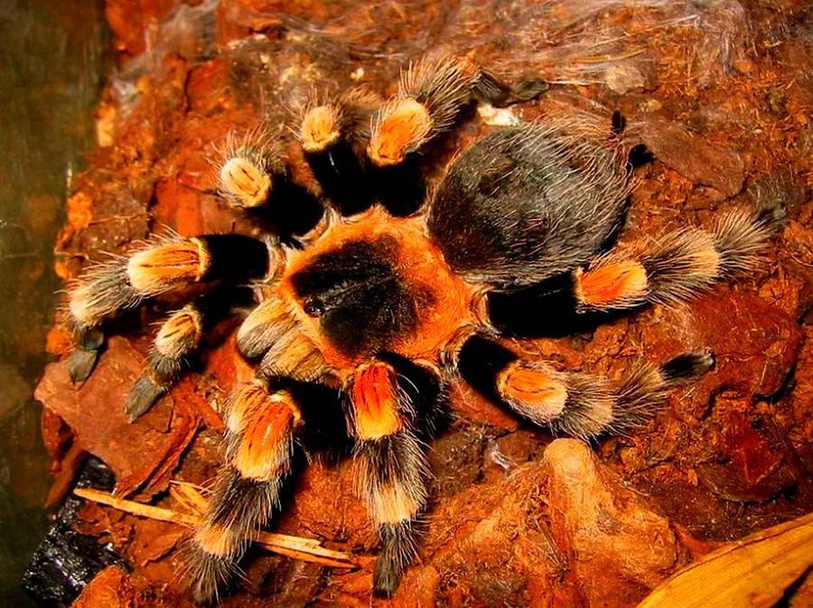 Паук птицеед фото. Птицеед Брахипельма Смити. Тарантул Brachypelma smithi. Паук птицеед Brachypelma smithi. Брахипельма Смити паутина.