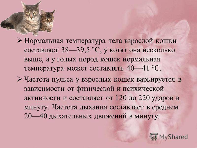 Как понять что у кошки температура. Нормальная температура у котенка. Норма температуры тела у котят. Температура у котенка норма. Какая температура должна быть у котенка 6 месяцев.