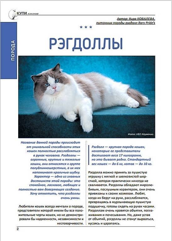Рэгдолл кошка фото, окрас, описание и питомники породы ragdoll