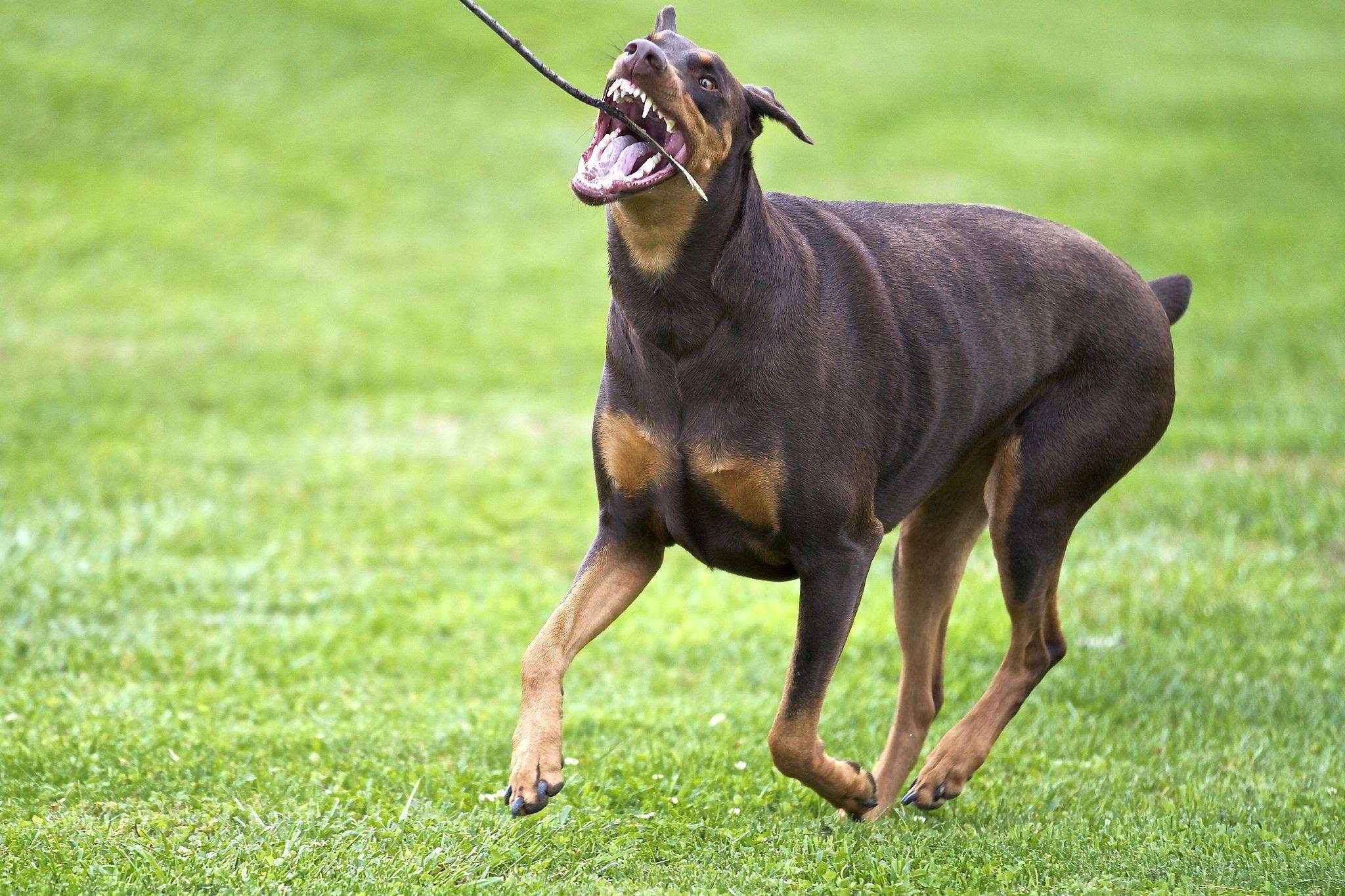 Самые агрессивные породы собак в мире: топ 10