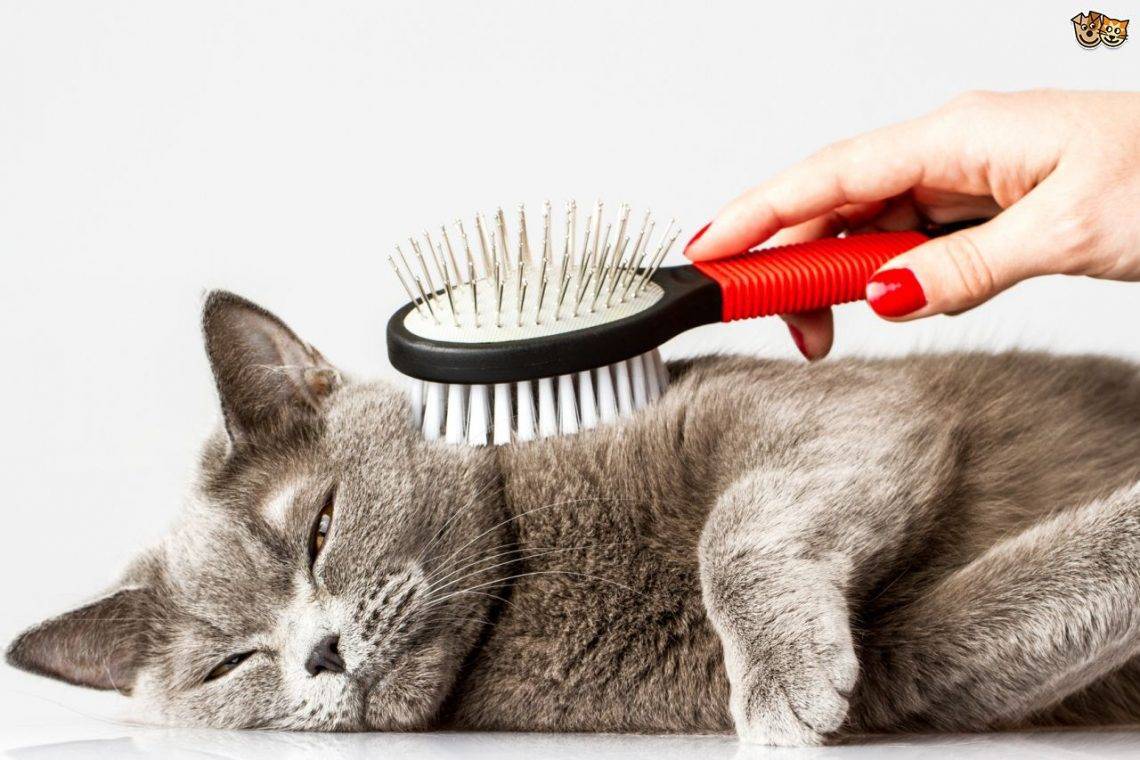ᐉ как избавиться от шерсти кошки в квартире? - ➡ motildazoo.ru