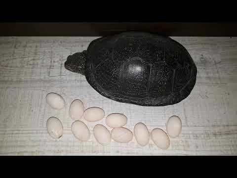 Нарушение откладки яиц у черепах
