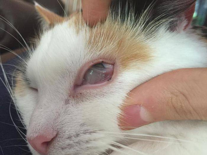 Что делать, если слезятся глаза у кошки?