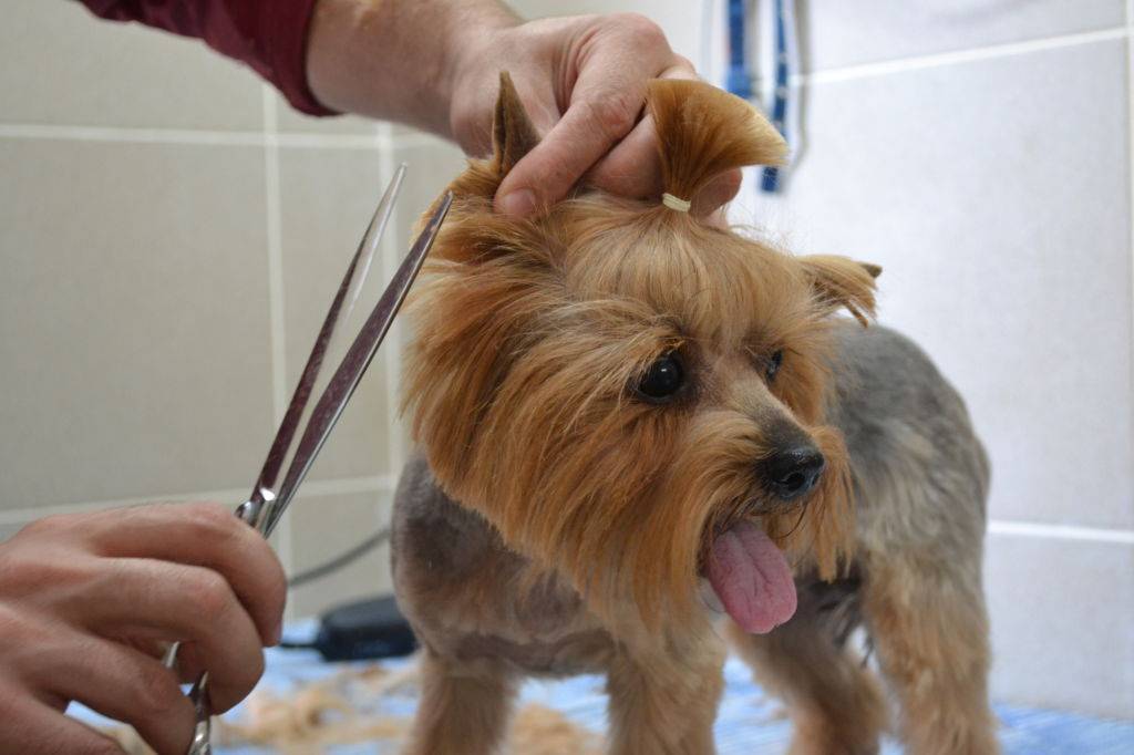 Как недорого подстричь собаку