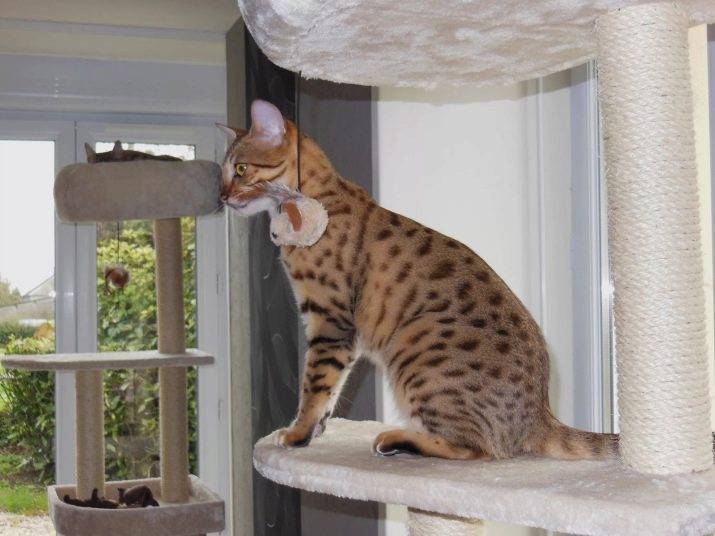 Кошка египетская мау: описание характера и внешности, уход за питомцем и его содержание, фото кота