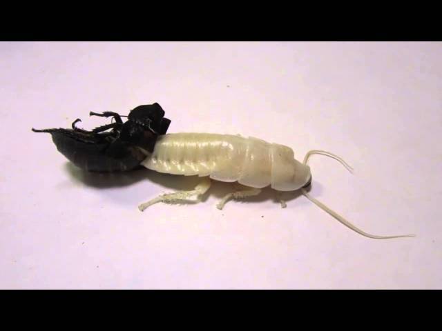 Мраморные тараканы: фото, описание, содержание и разведение