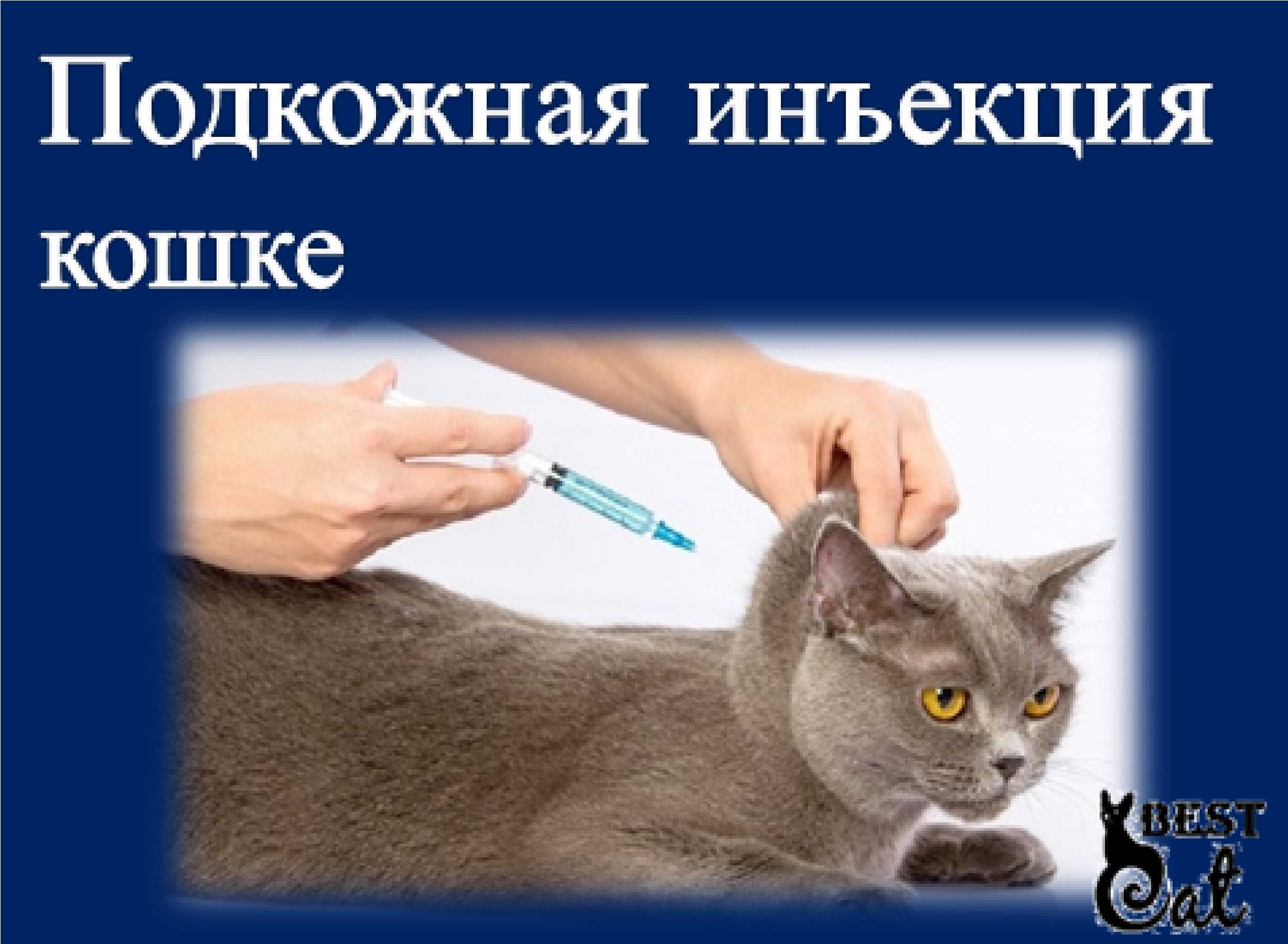 Как сделать укол коту или кошке в холку