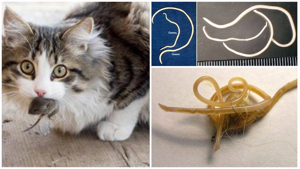 Глисты у кошек: как вывести паразитов