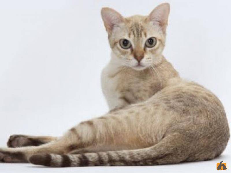 Порода кошек австралийский мист: описание дымчатой кошки, характер