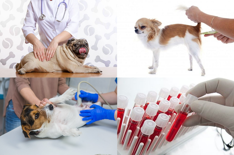 Признаки пиометры у собак, лечение и профилактика