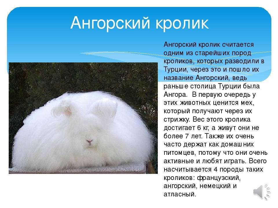 Кто такие ангорские пушистые кролики и как их содержать — объясняем по порядку
