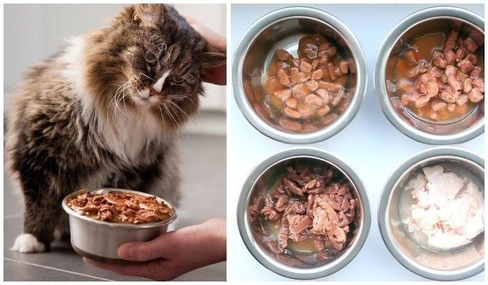 Чем лучше кормить кота: «натуралкой» или сухим кормом?