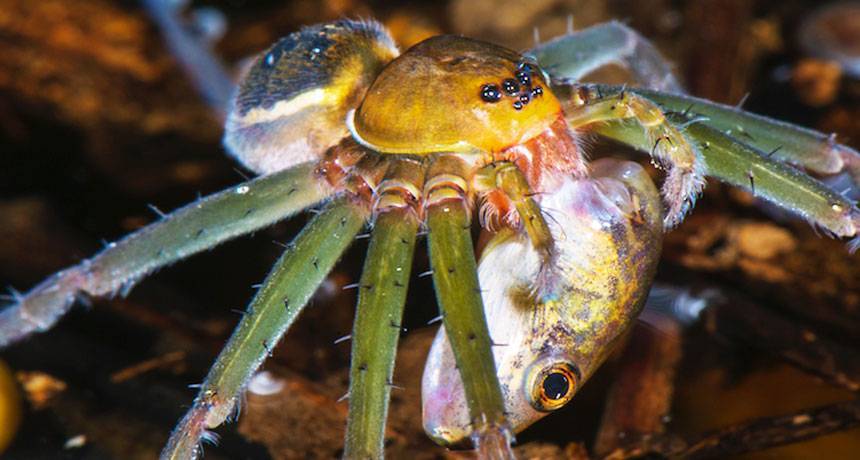 Австралийский паук-охотник — вредитель [a pest]
