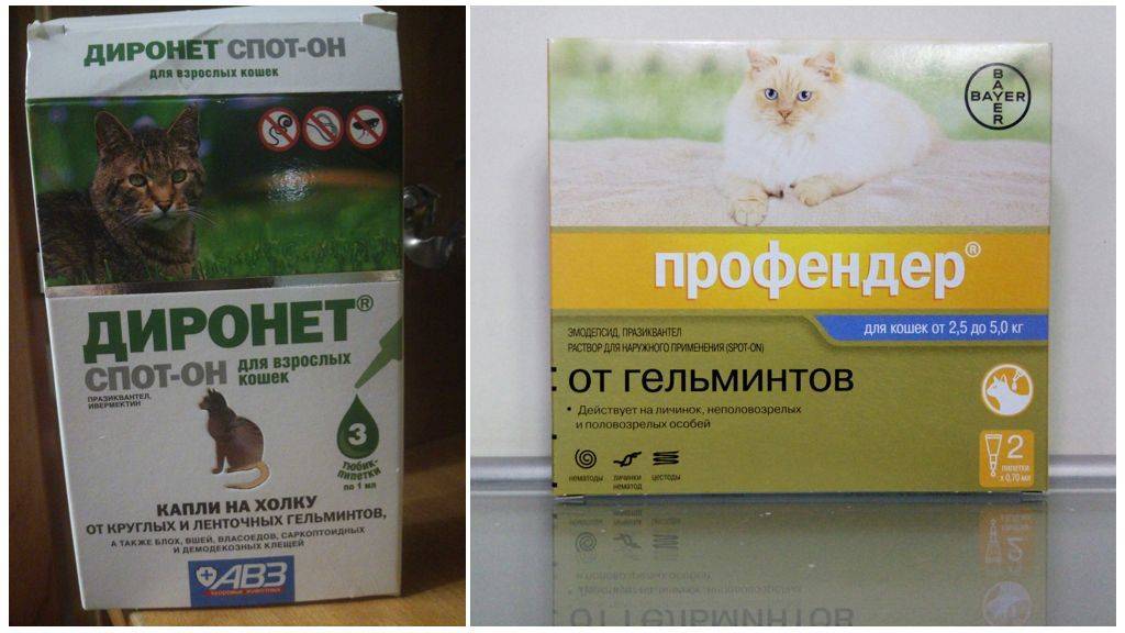 Домашнее лечение от глистов у кошек: народные средства, лекарства