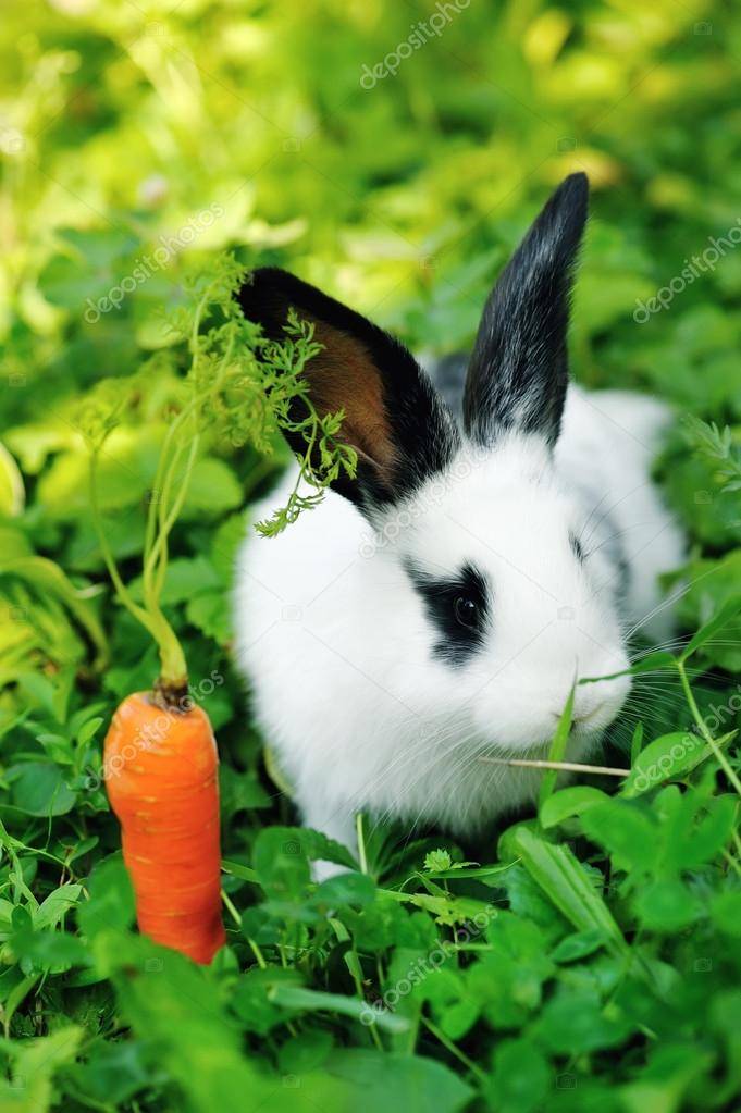 «морковка для зайчика» план-конспект занятия по окружающему миру (младшая группа) на тему