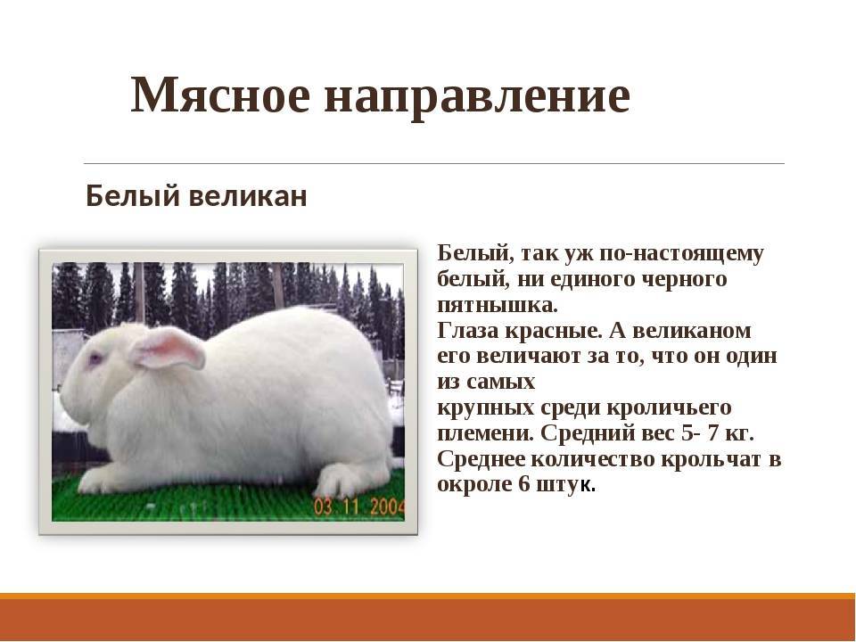 Кролики и их породы